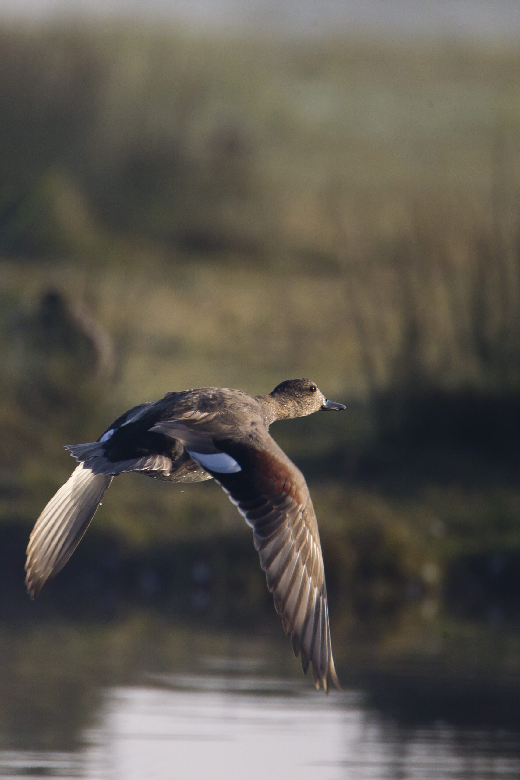canard chipeau_ekolien_dgest01.JPG (1)