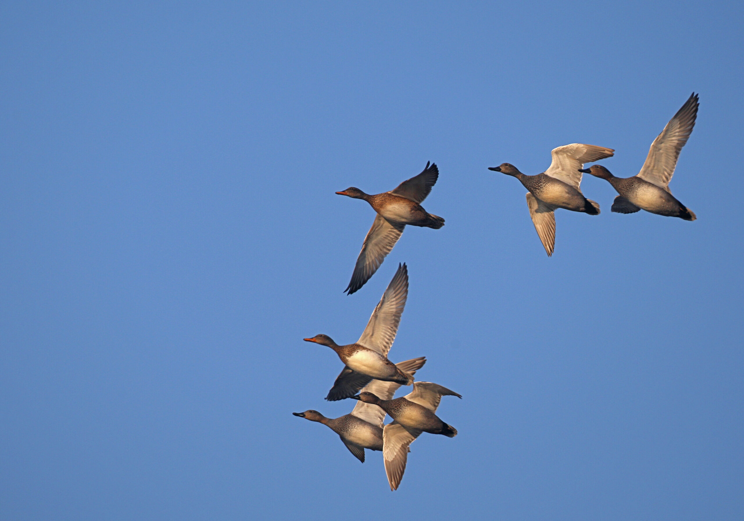 canard chipeau_ekolien_dgest28.jpg