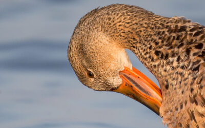 NOUVELLE REGLES APPLICABLES POUR LA CHASSE DES OISEAUX MIGRATEURS –  L’UTILISATION DE L’APPLICATION MOBILE CHASSADAPT